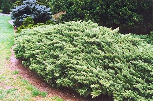 Juniper Parsoni - 10 Live Plants - Juniperus Squamata Expansa Parsons - Drought Tolerant Cold Hardy Evergreen Ground Cover