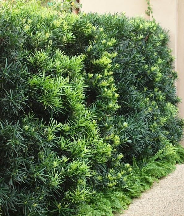 Podocarpus Japanese Yew | 1 Large Gallon Size Plant | Podocarpus Macrophyllus | Evergreen Shrub, Low Maintenance, Drought Tolerant, Privacy Screen Landscaping, Fast Growing, Ornamental Foliage