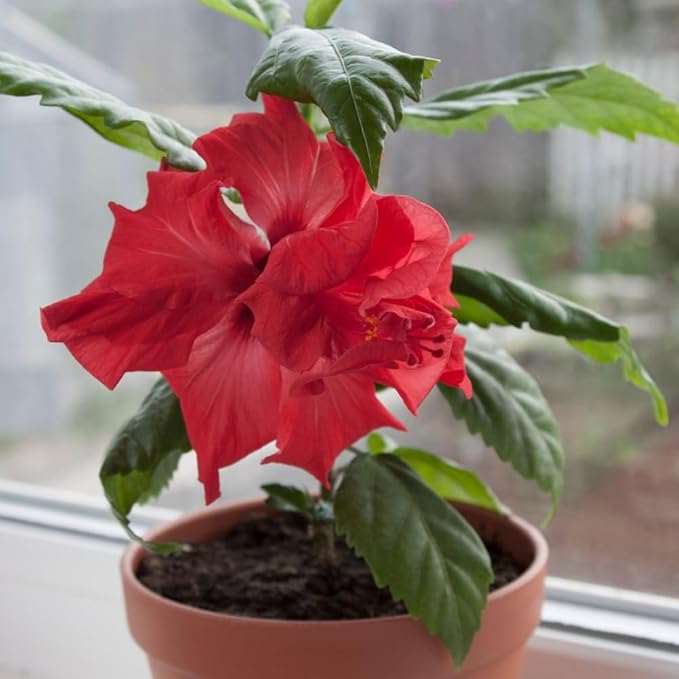 Red Hibiscus. rosa-sinensis. Live Plant - Tropical Blooming Hibiscus, Pretty Flowers, Used in Tea and Juice (2 red Hibiscus sacs)