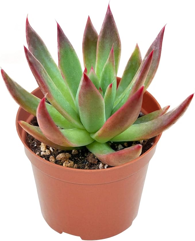 4-inch Succulent Echeveria Agavoides 'Morgain', Live Succulents Plants Fully Rooted in Pots with Soil, Easy-Care House Plants for DIY, Home Office Decoration