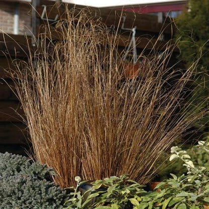 Outsidepride Carex Red Rooster Ornamental Grass Seed – 400 Pcs. Perennial, Low-Maintenance, Drought-Tolerant Grass Seeds with Low Growing Foliage for Borders, Ground Covers, & Outdoor Living Spaces
