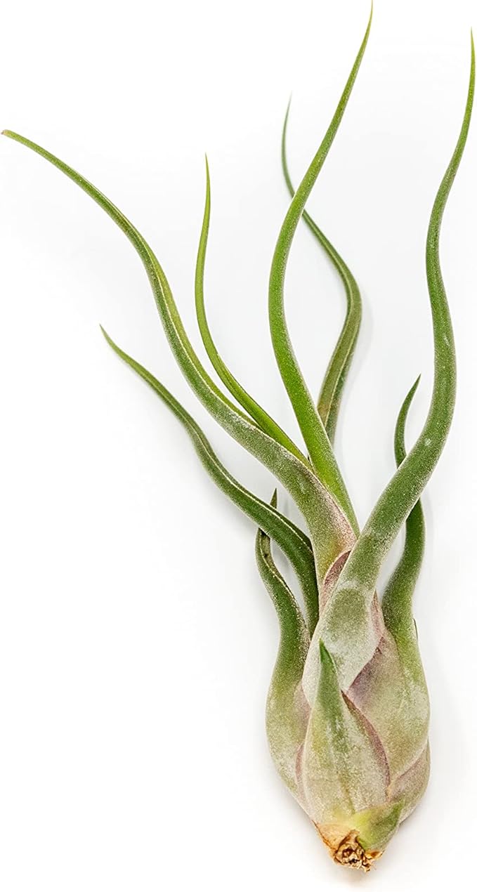 Tillandsia Caput Medusae Air Plants - Live Succulent House Plants - Available in Wholesale and Bulk - Home and Garden Decor - Easy Care Indoor/Outdoor Air Plant (Pack of 50)