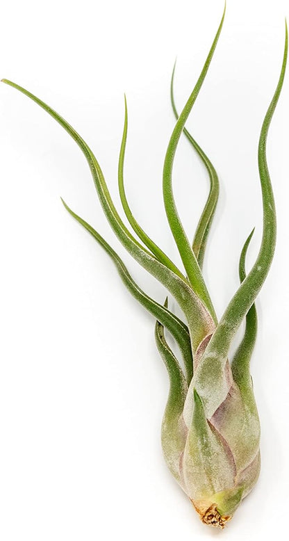 Tillandsia Caput Medusae Air Plants - Live Succulent House Plants - Available in Wholesale and Bulk - Home and Garden Decor - Easy Care Indoor/Outdoor Air Plant (Pack of 3)