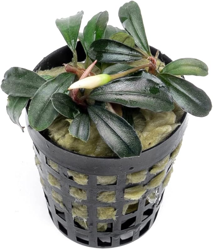 SubstrateSource Bucephalandra Red Mini Potted Live Aquarium Plant - Natural Freshwater Fish Tank Decorations, Aquatic Décor