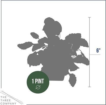 Live Healthy Flowering Pansies - Yellow Blotch (4 Plants Per Pack), Beautiful Fall Color, 6" Tall by 4" Wide in 1 Pint Square Pot