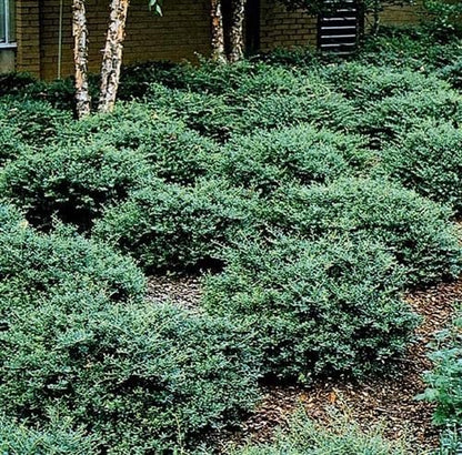 Helleri Holly Shrub | 3 Live Plants I Ilex Cornutal | Compact Evergreen Ideal for Low Borders, Formal Gardens and Ornamental Plantings, Dense, Small Leaves for Refined Look