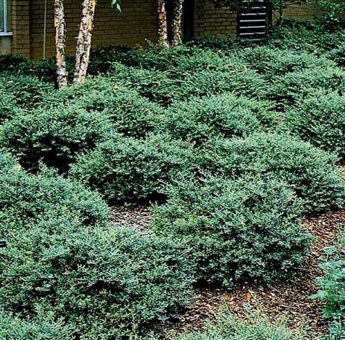 Helleri Holly Shrub | 10 Live Plants I Ilex Cornutal | Compact Evergreen Ideal for Low Borders, Formal Gardens and Ornamental Plantings, Dense, Small Leaves for Refined Look
