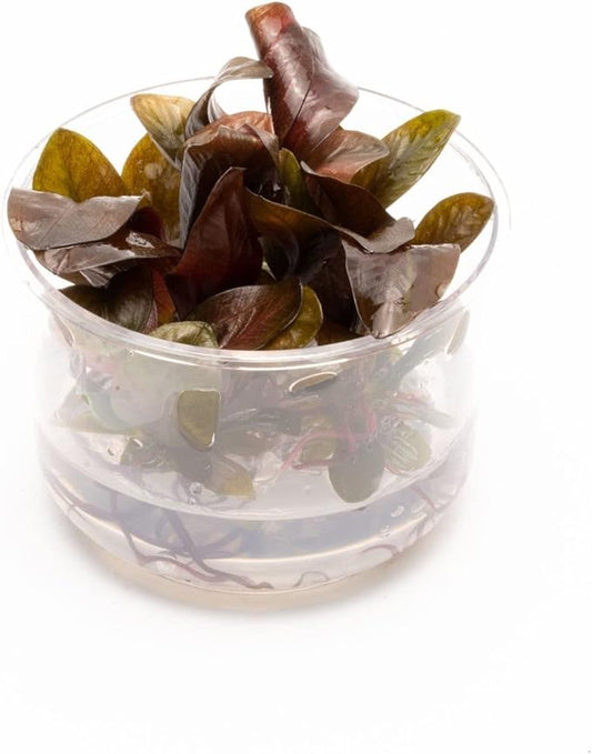 Ultum Nature Systems Echinodorus Reni Sword Tissue Culture Live Plant for Aquarium, Freshwater Fish Tank, Aquascaping - 100% Snail Free in Vitro