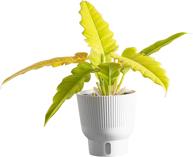 Costa Farms Philodendron Golden Crocodile, Rare Unique Live Indoor Plant in 6-Inch Self-Watering Houseplant Pot, Potting Soil, Trending Tropicals Collection, Room and Home Decor