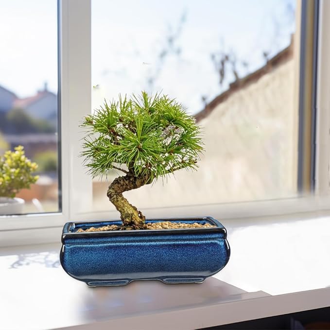 Set of 2 Blue Glazed Ceramic Bonsai Pots, 9.8" & 7.4" Rectangular Bonsai Pots Planters with Drainage for Indoor/Outdoor Plants, Shallow Bonzie Tree Pot for Succulents, Cacti, Orchids, Herbs, Flowers