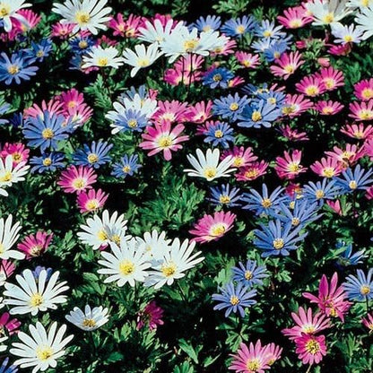 Anemone Blanda Mix Bulbs for Planting - Perennial, Attracts Bees & Showy Flowers | Blooms in Mid Spring, Easy to Grow & Maintain (12 Pack)