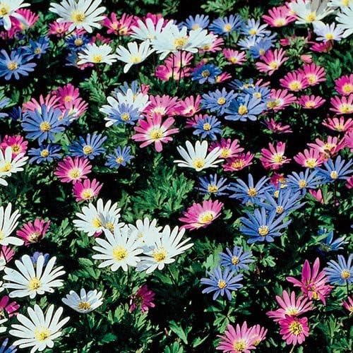 Anemone Blanda Mix Bulbs for Planting - Perennial, Attracts Bees & Showy Flowers | Blooms in Mid Spring, Easy to Grow & Maintain (25 Pack)