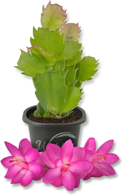 Pink Christmas Cactus - Live Starter Plants - Schlumbergera Bridgesii - Beautiful Colorful Tropical Indoor Succulent