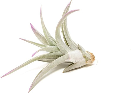 Lavender Colorful Tillandsia Air Plants - Long Lasting Color Enhanced Live Tillandsia Succulent House Plants - Home and Garden Decor - Easy Care Indoor and Outdoor Plants