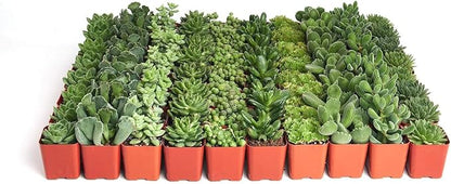 Shop Succulents Verde Succulent Plant Pack Bulk Collection - Live Mini Succulent Plants, Low Maintenance, Mix of Green Succulents & Textures - Wedding and Party Favors, Gift & Garden, Pack of 256