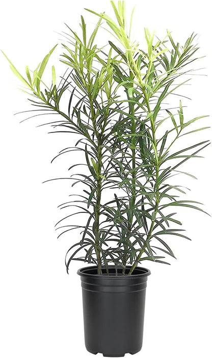 Podocarpus Japanese Yew | 10 Live 4 Inch Plants | Podocarpus Macrophyllus | Evergreen Shrub, Low Maintenance, Drought Tolerant, Privacy Screen Landscaping, Fast Growing, Ornamental Foliage