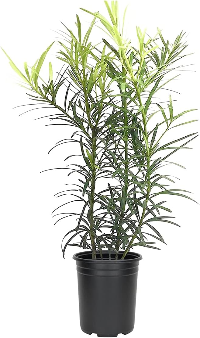 Podocarpus Japanese Yew | 1 Live 4 Inch Plant | Podocarpus Macrophyllus | Evergreen Shrub, Low Maintenance, Drought Tolerant, Privacy Screen Landscaping, Fast Growing, Ornamental Foliage