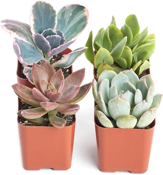 Shop Succulents Pastel Succulent Plant Pack Collection - Live Mini Succulent Plants, Low Maintenance, Bright & Serene Colors & Textures - Wedding and Party Favors, Gift & Garden, Pack of 4