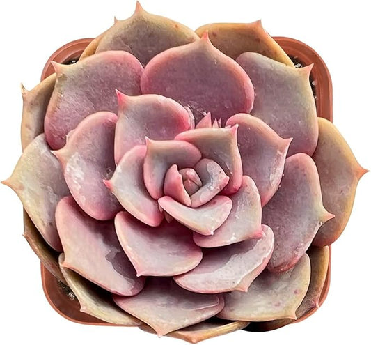 Sprout N Green Echeveria Pink Butterfly, Rare Live Succulent Plant Fully Rooted in 2" Planter with Soil, Home Office Indoor Outdoor Wedding Decoration DIY Projects Party Favor