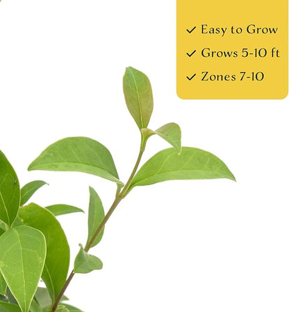 12 Japanese Privet in 2.5" Nursery Cubes | Ligustrum japonicum | Evergreen Shrub for Hedges, Screens & Borders | Ready-to-Plant & Easy-to-Grow Outdoor Live Starter Plants