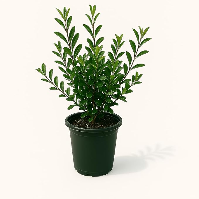 Kleim's Hardy Gardenia, Evergreen Shrub, White Fragrant Flowers, 1 Gallon Live Plant