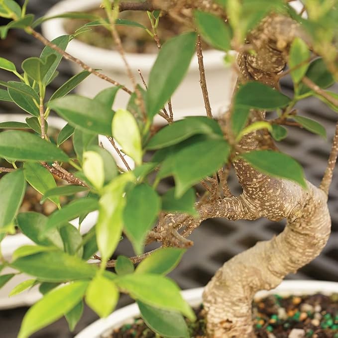 Brussel's Bonsai Live Golden Gate Ficus Indoor Bonsai Tree-4 Years Old 5" to 8" Tall with Plastic Grower Pot, Small, Blank