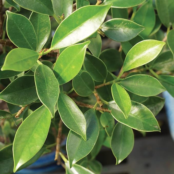 Brussel's Bonsai Live Golden Gate Ficus Indoor Bonsai Tree-7 Years Old 8" to 10" Tall with Plastic Grower Pot, Medium,