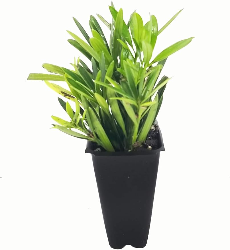 Dwarf Podocarpus Macrophyllus Pringles - 10 Live Plants - Dense Evergreen Low Hedge or Bonsai