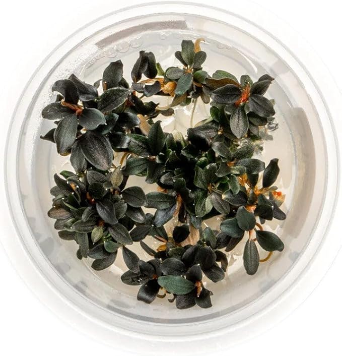 Ultum Nature Systems Live Tissue Culture - Bucephalandra Kedagang Japan- Easy - Low to Medium Light - Dark Green and Red Accent - Foreground to Midground - 100% Snail Free Grown in-Vitro - Small Cup