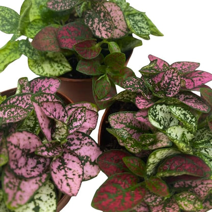 BubbleBlooms Tricolor Hypoestes phyllostachya 2 inch Set of 3 Flamingo Polka Dot Plant Red White and Pink Tiny Mini Pixie Plants