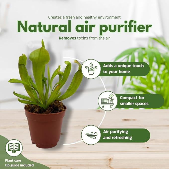 BubbleBlooms Carnivorous Plant Assortment Set, 5 Live Different Plants in 2 inch Pots