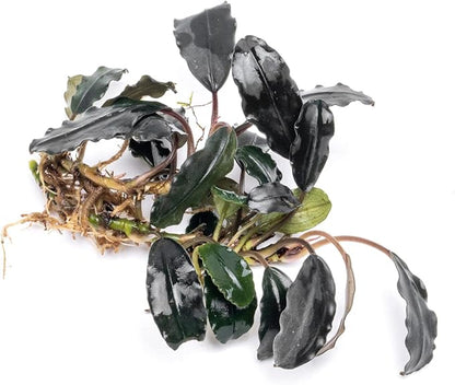 SubstrateSource Bucephalandra Deep Purple Live Aquarium Plant - Natural Freshwater Fish Tank Decorations and Aquatic Decor (Plant (10-15 Leaves))