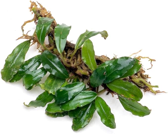SubstrateSource Bucephalandra Rainbow Frost Live Aquarium Plant - Natural Freshwater Fish Tank Decorations and Aquatic Decor (Plant (10-15 Leaves))