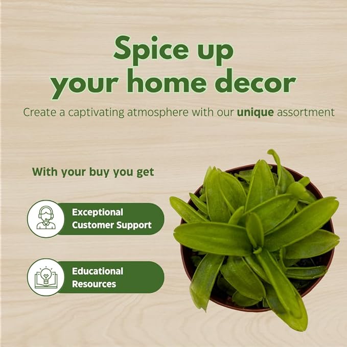 BubbleBlooms Carnivorous Plant Assortment Set, 5 Live Different Plants in 2 inch Pots