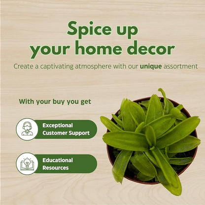 BubbleBlooms Carnivorous Plant Assortment Set, 5 Live Different Plants in 2 inch Pots