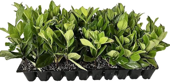 Viburnum Suspensum - 40 Live Plants - Evergreen Privacy Hedge