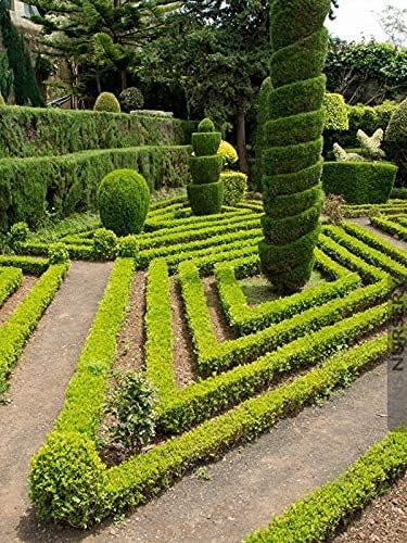 Japanese Boxwood | 5 Live 4 Inch Pots | Buxus Microphylla | Formal Evergreen Low Maintenance Hedge Plants