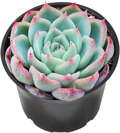 Sprout N Green Echeveria 'Pink Crystal' in 2 inch Starter Pot, Rare Live Succulent Plant Fully Rooted with Soil, Home Office Indoor Outdoor Wedding Decoration DIY Projects Party Favor