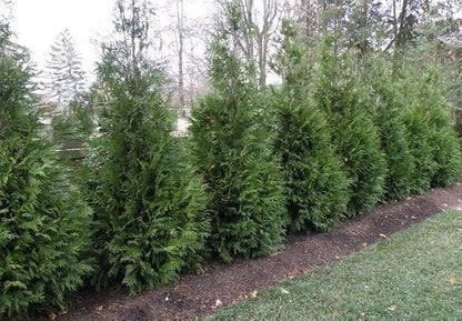 Two Pack of Green Giant Arborvitae Trees - Fast Growing Evergreen - 2 Live Plants Shipped 1 to 2 Feet Tall by DAS Farms (No California)