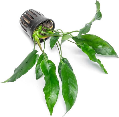 SubstrateSource Anubias Live Aquarium Plants - Potted Freshwater Plant for Fish Tanks, Terrariums - Beginner Friendly Low Light (Short and Sharp, 3 Pots)
