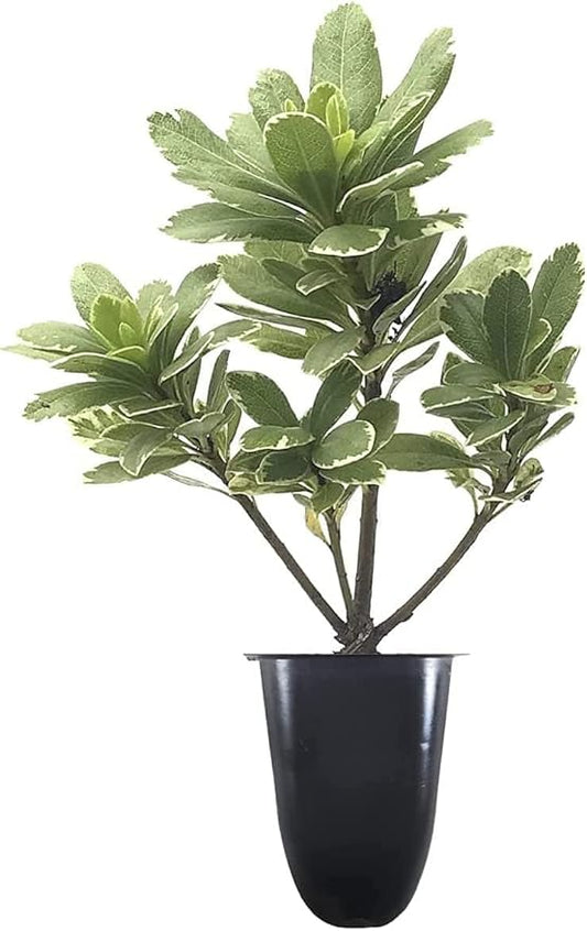 Variegated Pittosporum | 10 Live Plants | Pittosporum Tobria Variegatum | Evergreen Border Accent Hedge Shrub