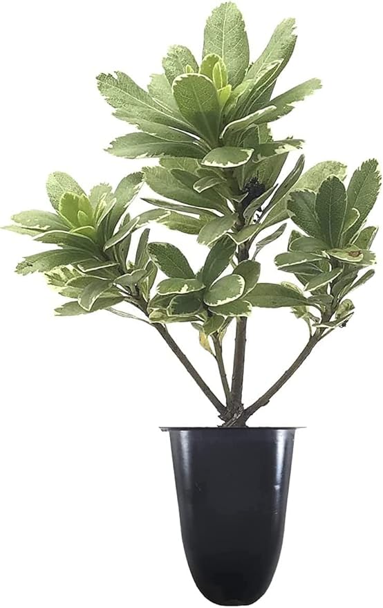Variegated Pittosporum | 30 Live Plants | Pittosporum Tobria Variegatum | Evergreen Border Accent Hedge Shrub