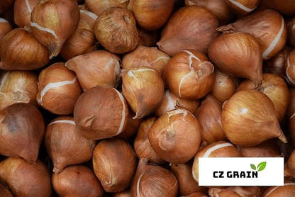 Peggy Wonder Double Late Tulip Bulbs for Planting - Easy to Grow Perennial Tulips (5 Bulbs)