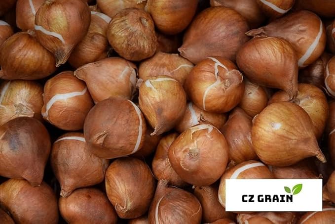 Peggy Wonder Double Late Tulip Bulbs for Planting - Easy to Grow Perennial Tulips (20 Bulbs)