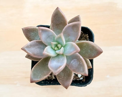 Sprout N Green Golden Sedum | Sedum adolphi, Mini Live Succulent Fully Rooted in 2 inch Starter Pot with Soil Mix, House Plant for Home Office Wedding Decor Party Favor