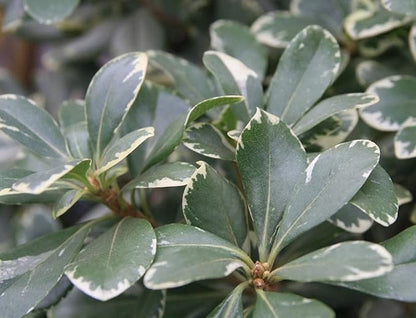 Variegated Pittosporum | 20 Live Plants | Pittosporum Tobria Variegatum | Evergreen Border Accent Hedge Shrub