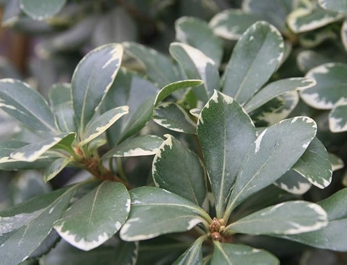Variegated Pittosporum | 30 Live Plants | Pittosporum Tobria Variegatum | Evergreen Border Accent Hedge Shrub
