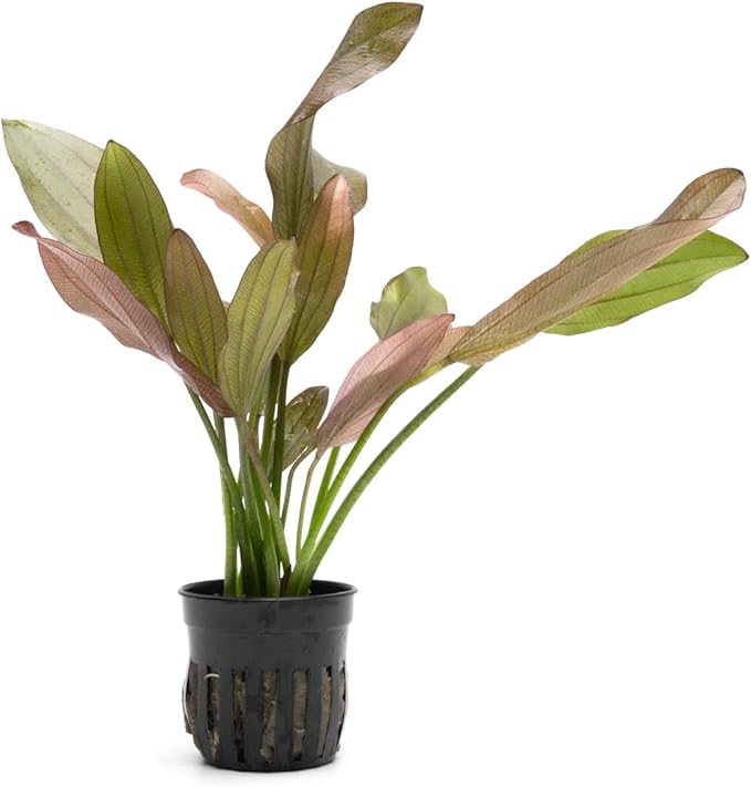 SubstrateSource Echinodorus Rose Sword Live Plant for Freshwater Aquariums, Natural Fish Tank Decorations, and Aquatic Decor (1 Pot (2-3 Plants))