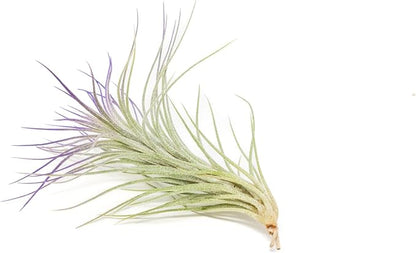 Purple Colorful Tillandsia Air Plants - Long Lasting Color Enhanced Live Tillandsia Succulent House Plants - Home and Garden Decor - Easy Care Indoor and Outdoor (Funckiana, Single)