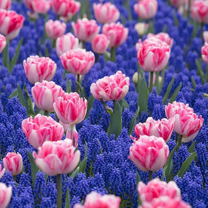 Eden Brothers Tulip & Muscari Collection
